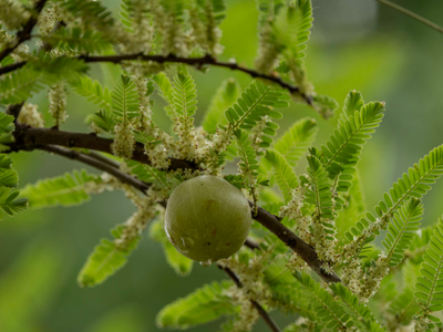 Kruisbes