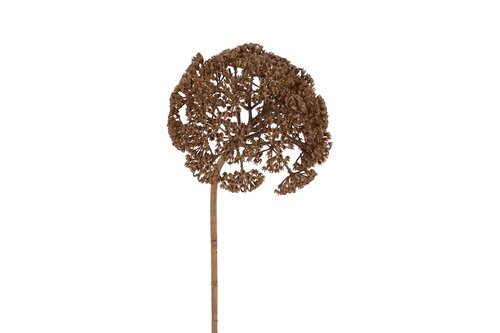 Countryfield achillea 77,5 cm bruin