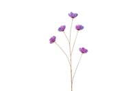 Countryfield cosmea 109 cm paars