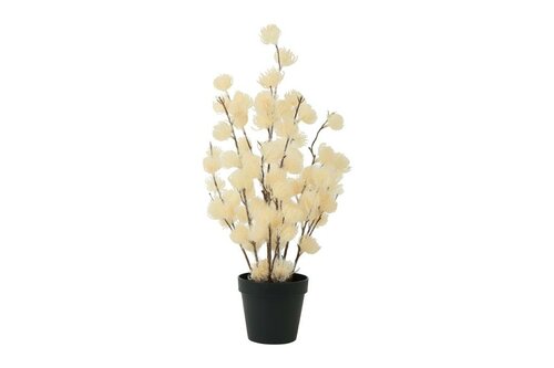 Countryfield clematis alpina in pot 57 cm creme