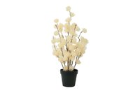 Countryfield clematis alpina in pot 57 cm creme