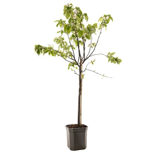 Kweepeer Cydonia oblonga peer 160 cm
