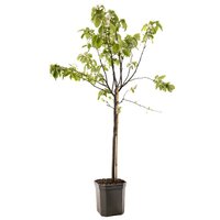 Kweepeer Cydonia oblonga peer 160 cm