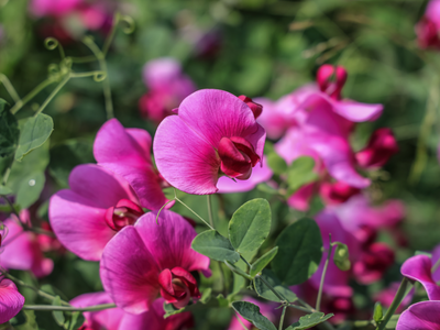 Lathyrus / Pronkerwt