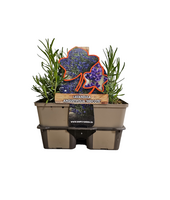 Lavandula angustifolia Hidcote - Lavendel 6 pack
