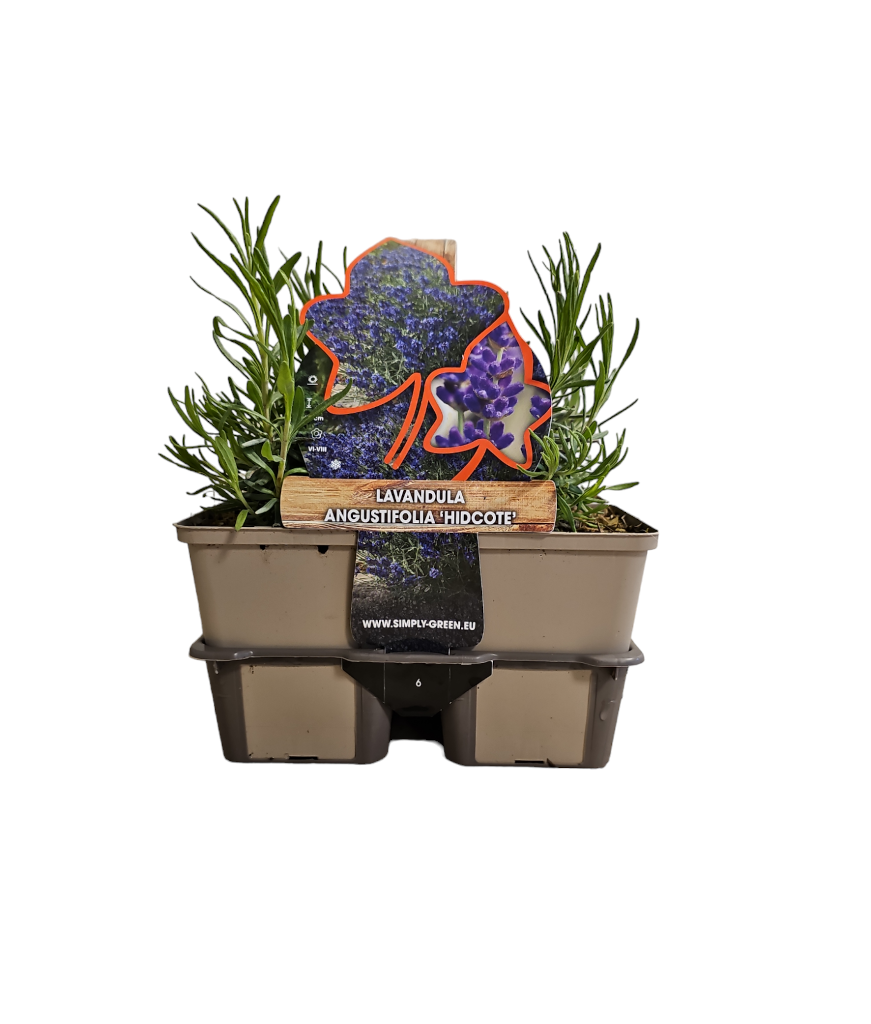 3x Lavandula angustifolia 'Ardèche' - Lavendel - Heester - Winterhard - ⌀12 cm - 20-25 cm