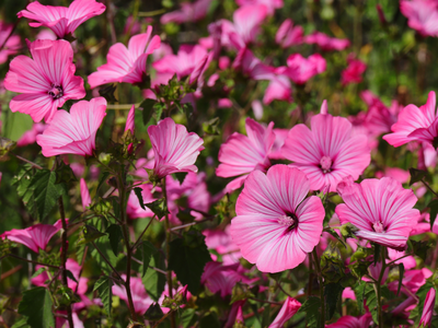 Lavatera / Bekermalva