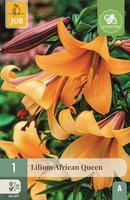Lelie African queen
