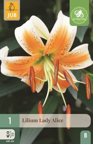 Lelie lady alice - afbeelding 1