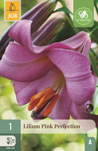 Lelie pink perfection - afbeelding 1