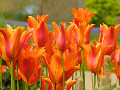 Leliebloemige tulpen