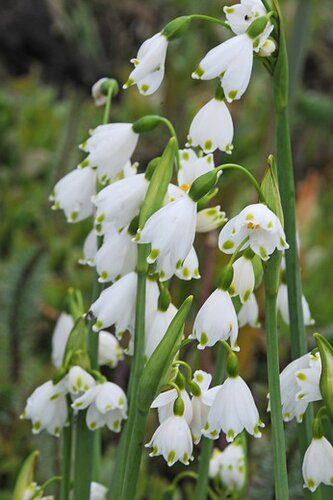 Leucojum aestivum 10 bollen - afbeelding 3