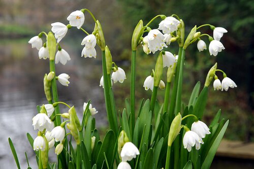 Leucojum aestivum 10 bollen - afbeelding 2