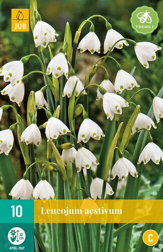 Leucojum aestivum 10 bollen - afbeelding 1