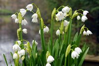 Leucojum gravetye giant 3 bollen - afbeelding 2