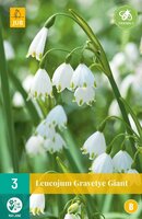 Leucojum gravetye giant 3 bollen - afbeelding 1