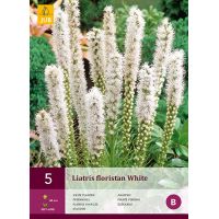 Liatris floristan white