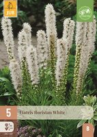Liatris floristan white