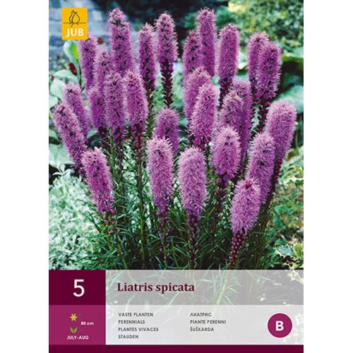 Liatris spicata - afbeelding 1