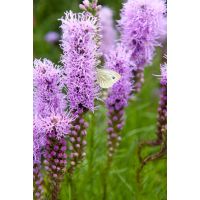 Liatris spicata - afbeelding 2