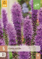 Liatris spicata
