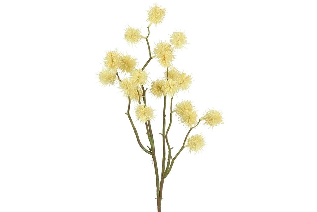 Liquidamber 81 cm crème