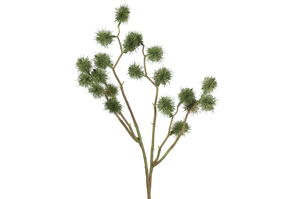 Liquidamber 81 cm groen