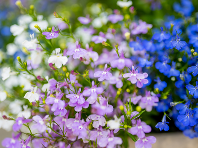 Lobelia zaden