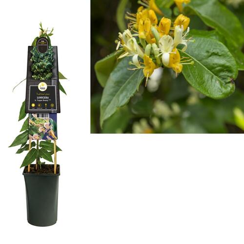 Lonicera henryi 'Copper Beauty' PBR - Kamperfoelie