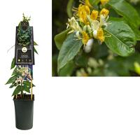 Lonicera henryi 'Copper Beauty' PBR - Kamperfoelie