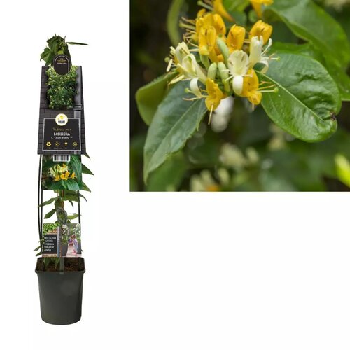 Lonicera henryi 'Copper Beauty' PBR L - kamperfoelie