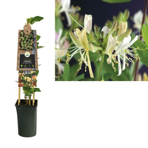 Lonicera per. 'Belgica Select' - Kamperfoelie