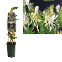 Lonicera per. 'Belgica Select' - Kamperfoelie