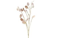Lunaria biennis 93 cm roze