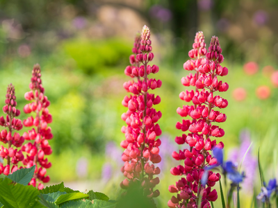 Lupinus / Lupine vast