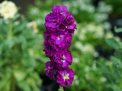Matthiola / Violier