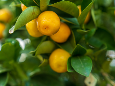 Mediterrane planten