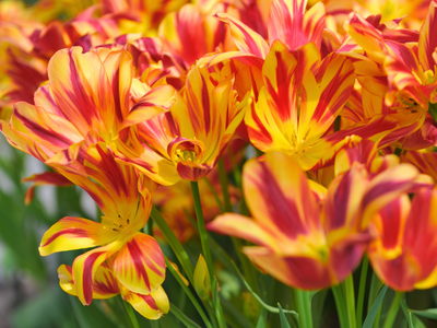 Meerbloemige tulpen