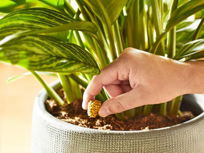 Mest voor kamerplanten