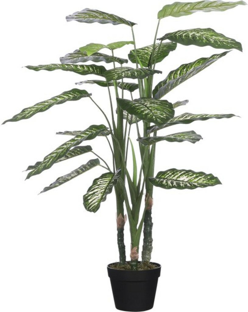 Mica dieffenbachia 100 cm groen