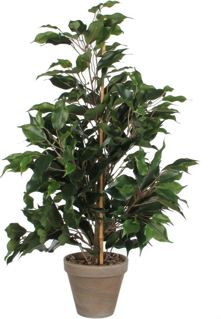 Ficus Exotica 65cm