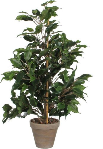 Mica Ficus exotica groen