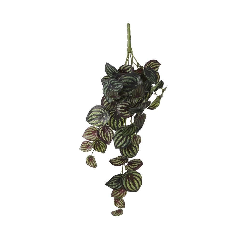 Mica peperomia hang 58 cm groen