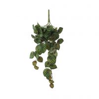 Mica peperomia hang plant groen