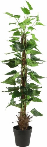 Mica philodendron 140 cm groen