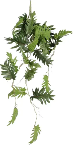 Mica Philodendron selloum hang groen