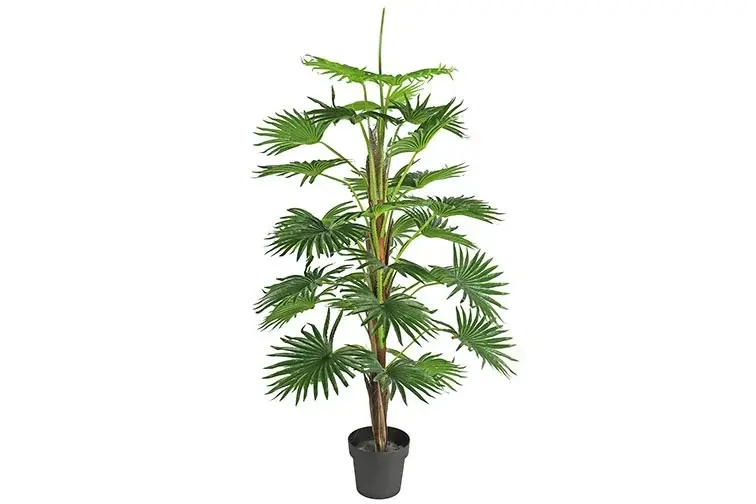 Mica Washingtonia 150 cm groen