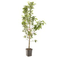 Mispel Mespilus germanica