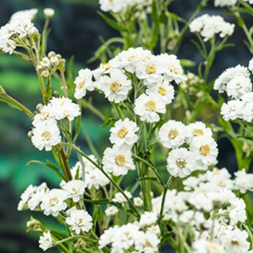 Moerings Achillea ptarmica - Wilde bertram - afbeelding 1