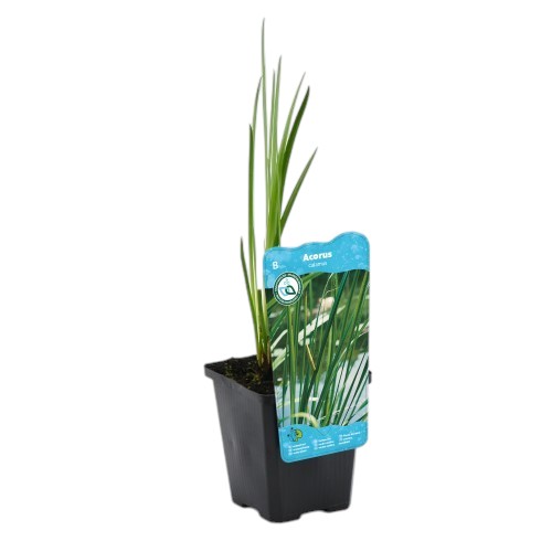 Moerings Acorus calamus - Kalmoes - afbeelding 2